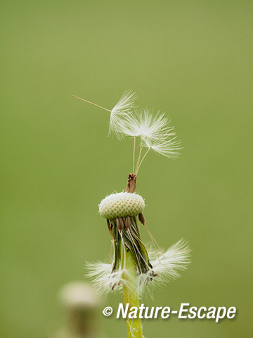 Paardenbloem, zaadpluis, zaden, Savelsbos 3 280414