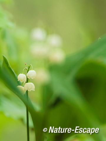 Lelietje van dalen, bloemen, bloei, Savelsbos 3 280414