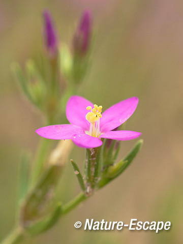 Strandduizendguldenkruid bloemen, bloei, AWD2 160814