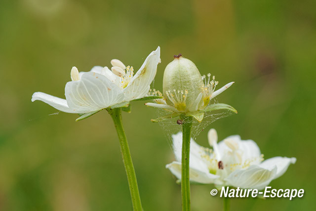 Parnassia, bloemen, bloei, uitgebloeide bloem, Middenduin 1 060914