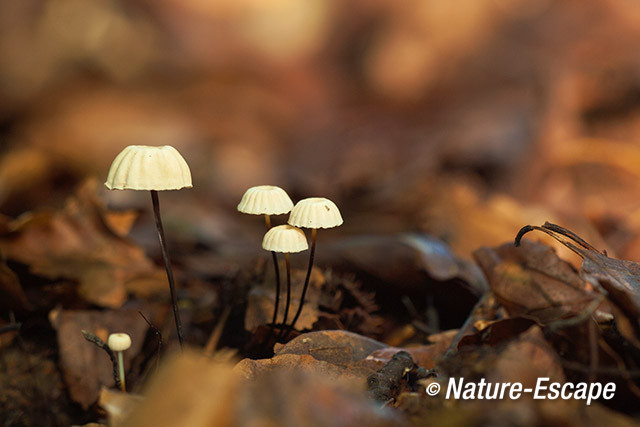 Wieltje, paddenstoelen, Elswout 2 220714