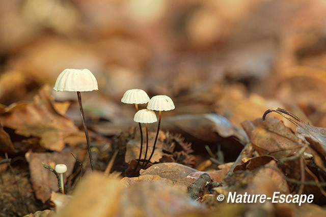 Wieltje, paddenstoelen, Elswout 1 220714