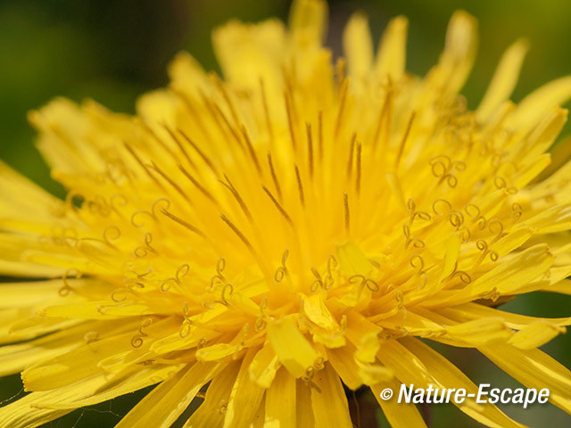 Paardenbloem, detail bloem, bloei, Zwanenwater 1 170514