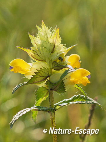 Grote ratelaar, bloemen, bloei, Zwanenwater 1 170514