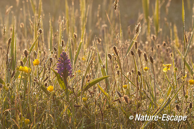 Brede orchis, bloei, bloemen, tegenlicht, Zwanenwater 1 170514