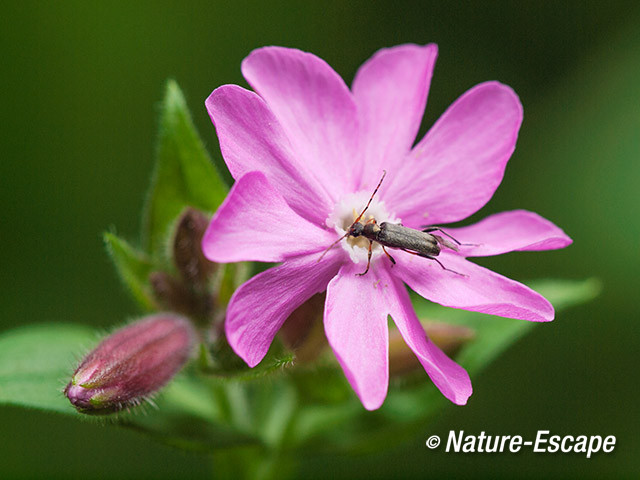 Dagkoekoeksbloem, met torretje, insect, Koningshof 2 240514