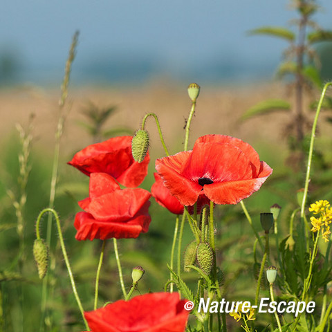 Klaproos, bloemen, bloei, Castricummerpolder1 090614