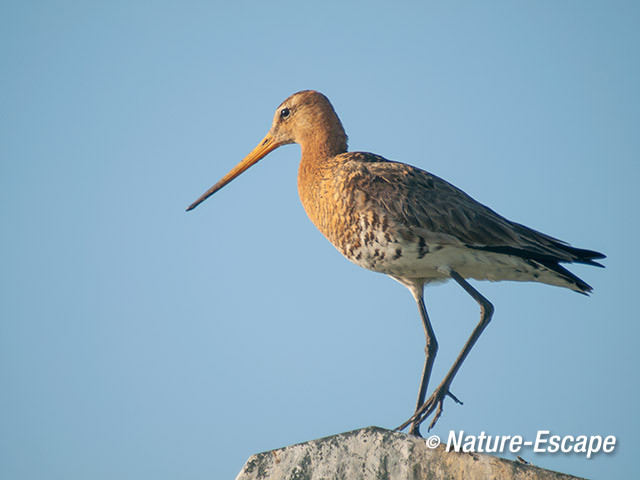 Grutto, op lantaarnpaal, Castricummerpolder 1 090614