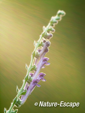 Trosglidkruid, bloemen, bloei, Koningshof 2 041014