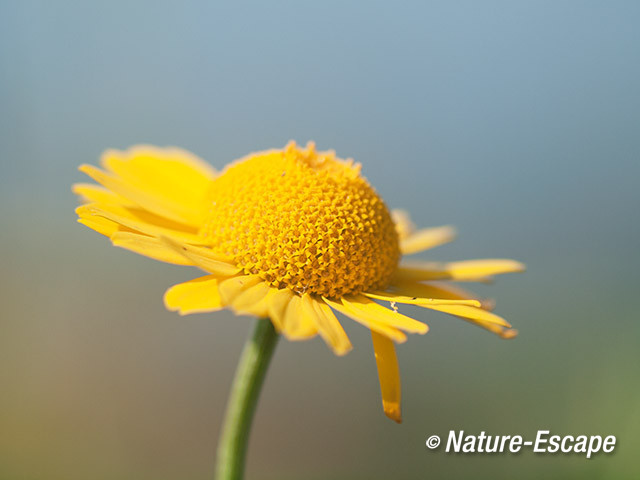 Gele ganzenbloem, bloem, bloei, Castricummerpolder 2 160714