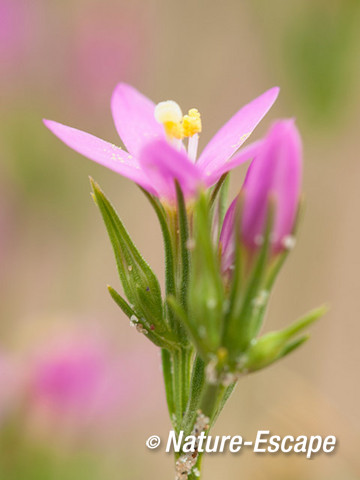 Strandduizendguldenkruid bloemen, bloei, AWD4 160814