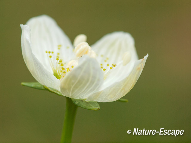 Parnassia, bloemen, bloei, Middenduin 6 060914