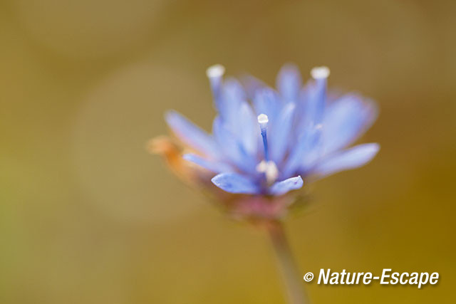 Zandblauwtje, bloemen, bloei, SBB Schoorl 3