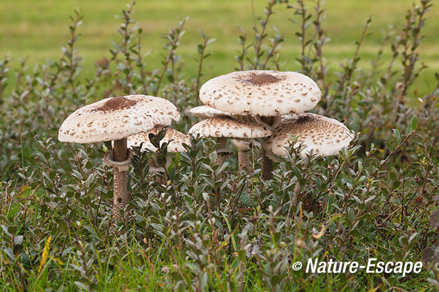 Grote parasolzwam, grote parasolzwammen, tussen kruipwilg, NHD Castricum 1 111014