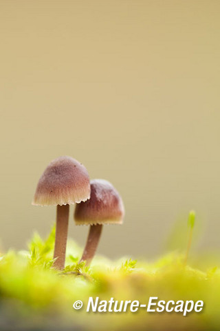 Kleine bloedsteelmycena, kleine bloedsteelmycena's, AWD2 171014