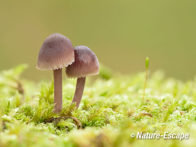 Kleine bloedsteelmycena, kleine bloedsteelmycena's, AWD1 171014