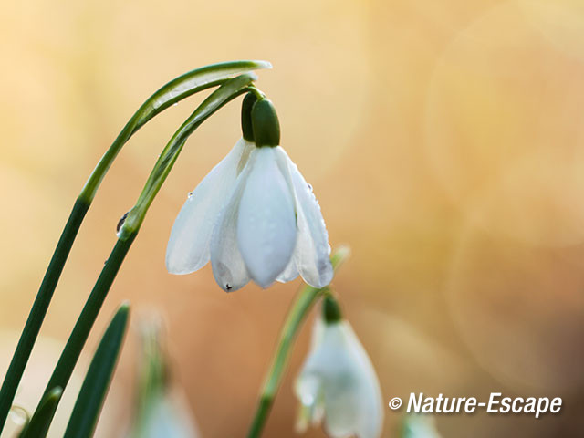 Sneeuwklokje, bloemen, bloei, Leyduin 1v2 220215