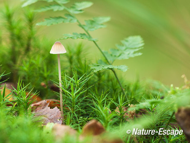 Mycena sp., Rijsterbos 5 181014