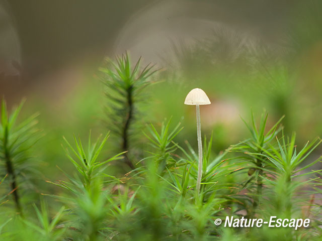 Mycena sp., Rijsterbos 3 181014