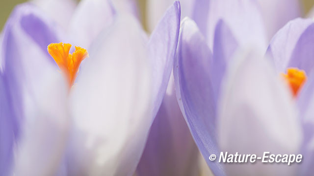 Krokus, sp., detail bloem, bloei, Elswout 6 070315