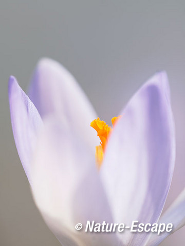 Krokus, sp., detail bloem, bloei, Elswout 5 070315