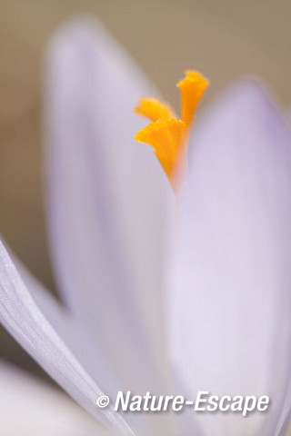 Krokus, sp., detail bloem, bloei, Elswout 8 070315