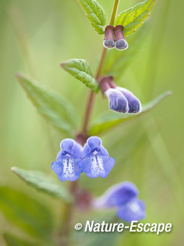 Blauw glidkruid, bloemen, bloemknoppen, Empese en Tondense Heide 1 240715