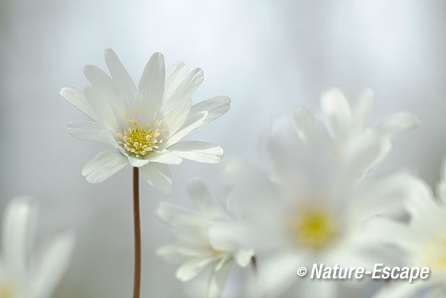 Blauwe anemoon, witte bloemen, bloei, Marquette 21 030415