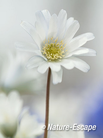 Blauwe anemoon, witte bloemen, bloei, Marquette1 030415