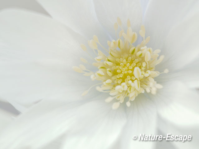 Blauwe anemoon, detail witte bloem, Marquette 2 030415