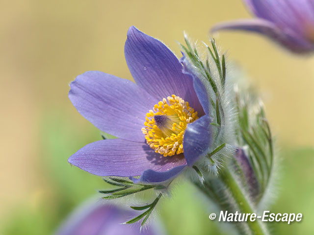 Wildemanskruid, bloem, bloei, Jac. P. Thijssepark, Amstelveen 1 180415