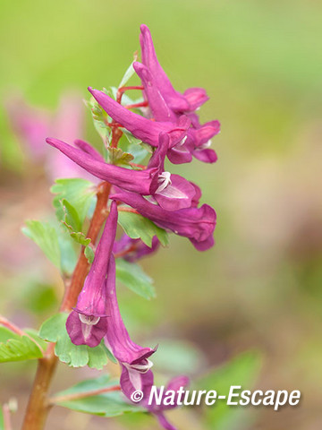 Vingerhelmbloem, voorjaarshelmbloem, bloemen, bloei, Landgoed Marquette 1 030415