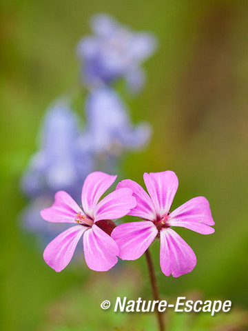 Robertskruid en boshyacint, bloemen, bloei, Wildrijk 1 080515