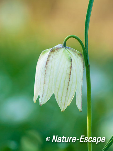 Kievitseitje, detail witte bloem, bloei, Jac P Thijssepark, Amstelveen 2 180415