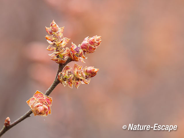 Gagel, bloemen, bloei, Jac P Thijssepark, Amstelveen 2 030416