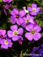 Aubrieta 'Bleu Emperor' tW