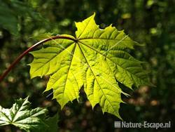 Noorse esdoorn blad met tegenlicht