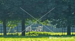 Brug achter bomen landgoed Elswout 1