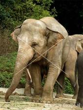 Indische olifant Dierenpark Emmen