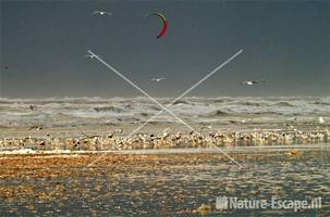 Kitesurfer vanaf strand bij Noordpier