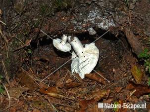 Paddestoelen ondersteboven groeiend in hol Rijsterbos 1