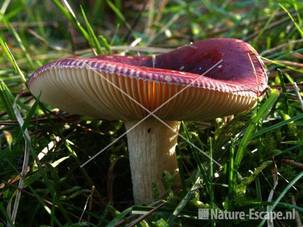 Russula NPZK1