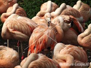 Chileense flamingo's Dierenpark Emmen 2