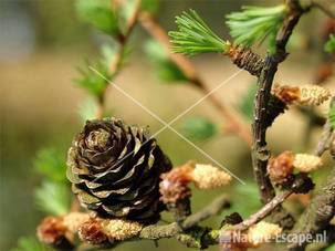 Europese lariks oude kegel en jong groen NHD Heemskerk