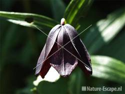 Fritillaria camschatcensis tB2