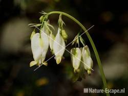 Gebroken hartje 'Langtrees' tB