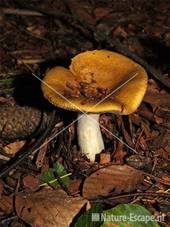 Gele berkenrussula vermoedelijk SBB Schoorl 2