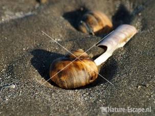 Stompe alikruik op strand bij Noordpier 2