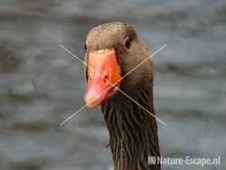 Grauwe gans detail kop Hijm NHD Castricum1