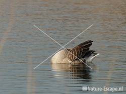 Grauwe gans, poetsend Hijm NHD Castricum